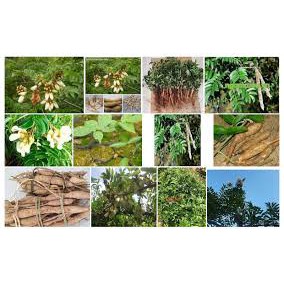 COMBO 5 CÂY CÁT SÂM GIỐNG