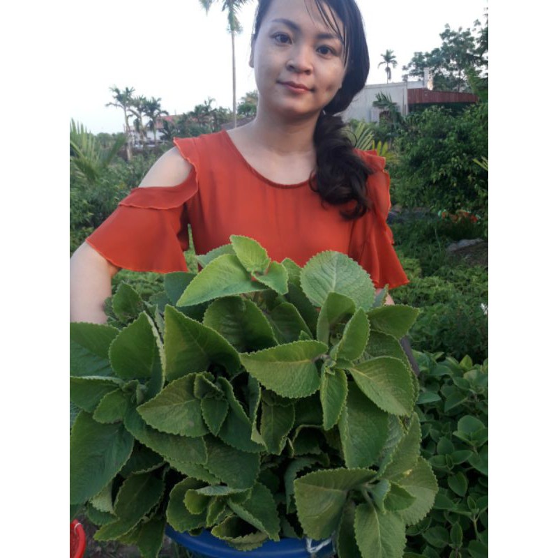 0.5kg  LÁ HÚNG CHANH TƯƠI SẠCH ĐỂ TRƯNG SIRO CHO BÉ