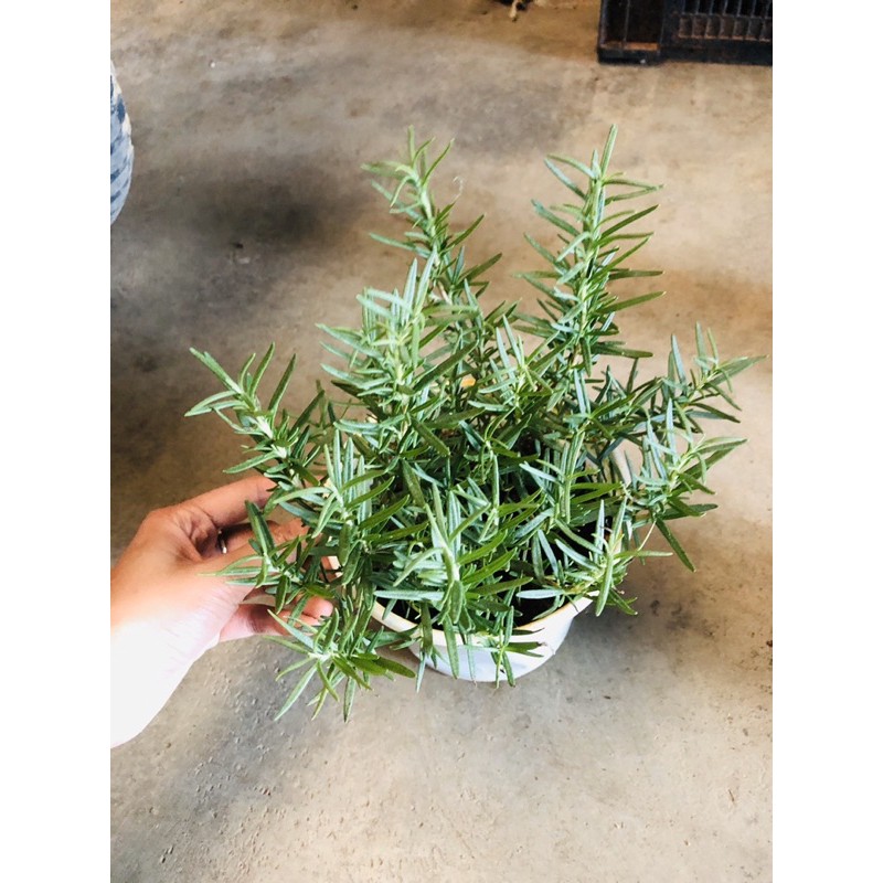 Cây HƯƠNG THẢO -rosemary (chậu lớn 15cm)