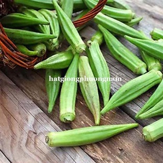 1 KG - HẠT GIỐNG ĐẬU BẮP