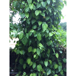dây giống trầu không(dây to khoẻ)