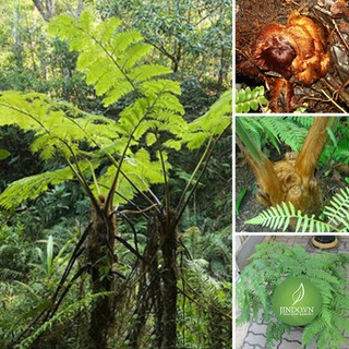 1KG Cẩu tích (Lông cu li) - Thuốc bổ can thận, xương khớp, điều trị tiểu đêm TTD242 cautich