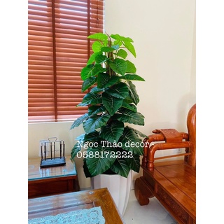cây trầu bà leo cột giả 1m6