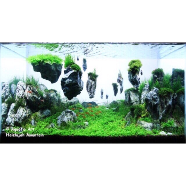 ĐÁ NỔI AVATAR TRANG TRÍ HỒ CÁ