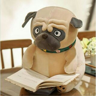 Chó  pug  đáng  yêu