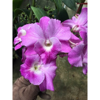 HOA LAN DEN LAI CATT JUMBO