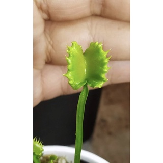 cây bẫy kẹp werewolf, venus flytrap werewolf