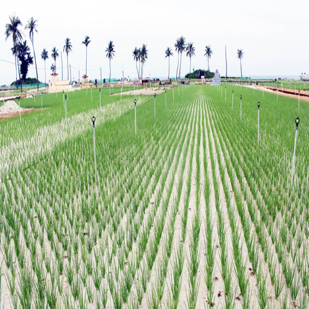 Hành tím Lý Sơn - Vương Quốc Tỏi - Túi lưới 500g - Thơm ngon, đặc biệt