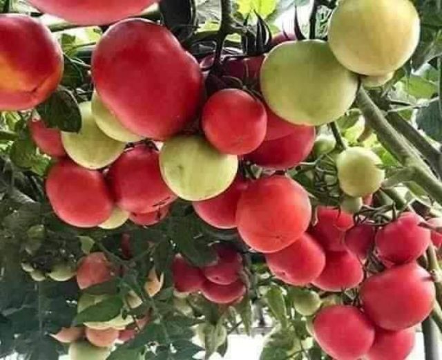 Gói 30 hạt giống cà chua leo giàn bạch tuộc