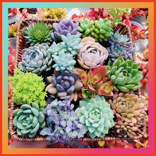 SEN ĐÁ ĐÀ LẠT RANDOM SIZE BÉ 🌇 (1 cây, mua nhiều chọn khác loại tối đa 4) ❤️ HƯ 1 ĐỔI 1