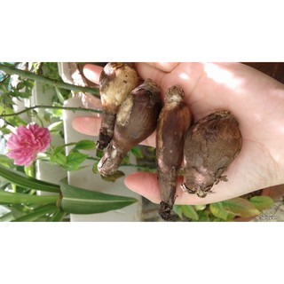 combo 5 CỦ HOA BỈ NGẠN