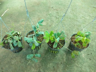 CẨM CÙ LÁ VUÔNG