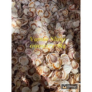 Vỏ sò điệp baby 100gr