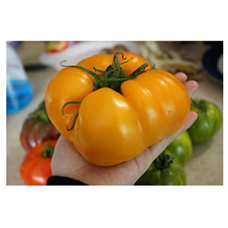 [ Siêu Hạt Giống ] (NK Mỹ) Hạt giống cà chua cam Brandywine F1 - 5 hạt