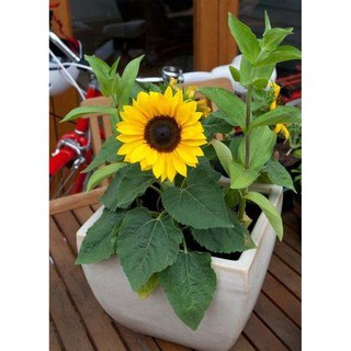 <> Hạt giống Hướng dương lùn (30 hạt)- beeshop
