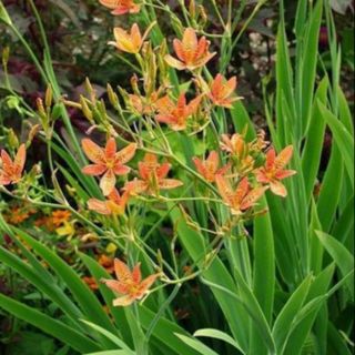 Cây rẻ quạt kèm củ