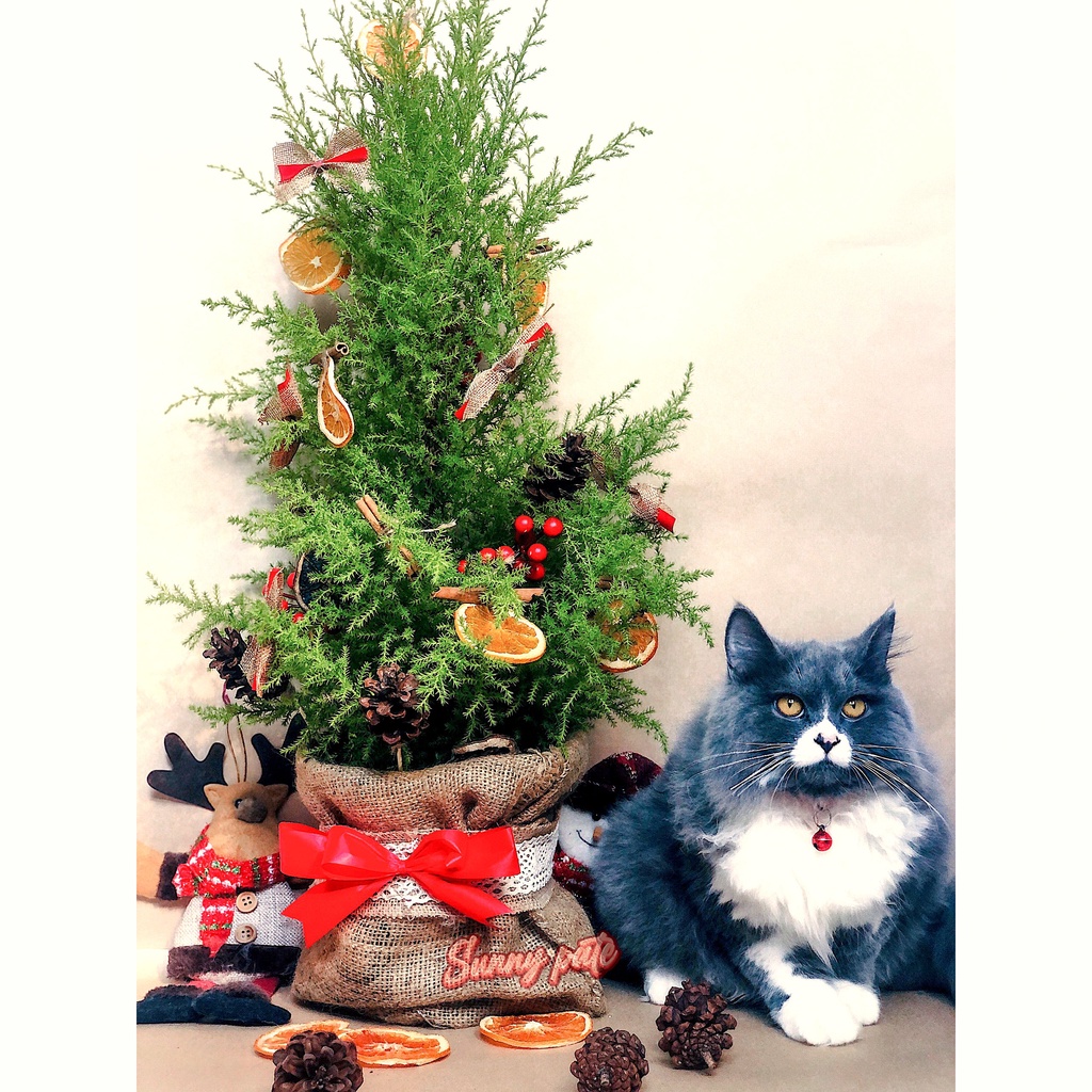 Cây thông giáng sinh có hương thơm thư giãn - Cây tùng thơm noel