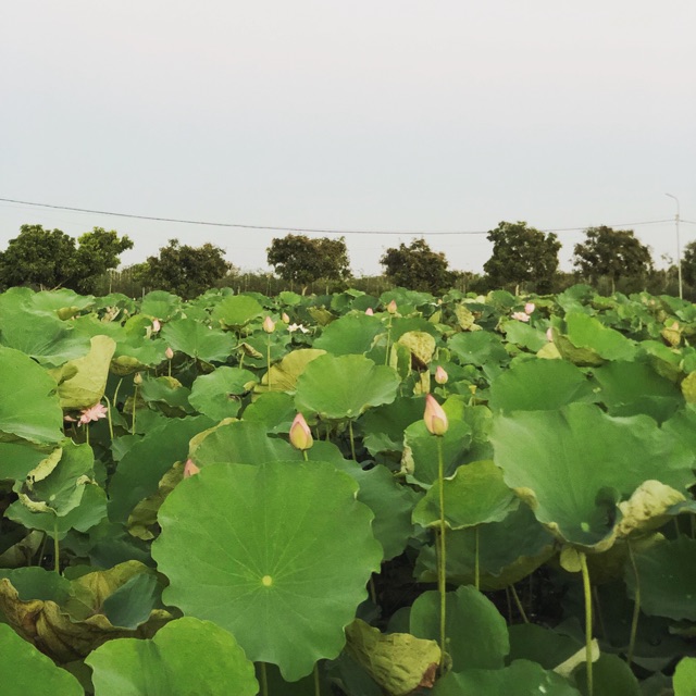 Tin Don Roi Xi Cam Chũi Chum