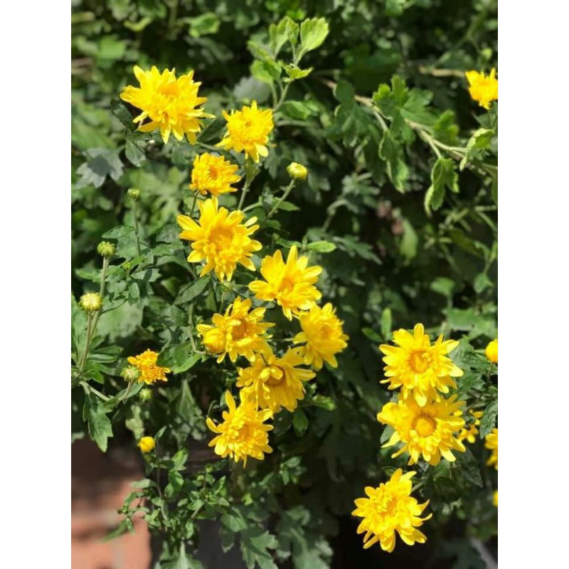 🍀Cúc Rủ Vàng Bông To 🍀