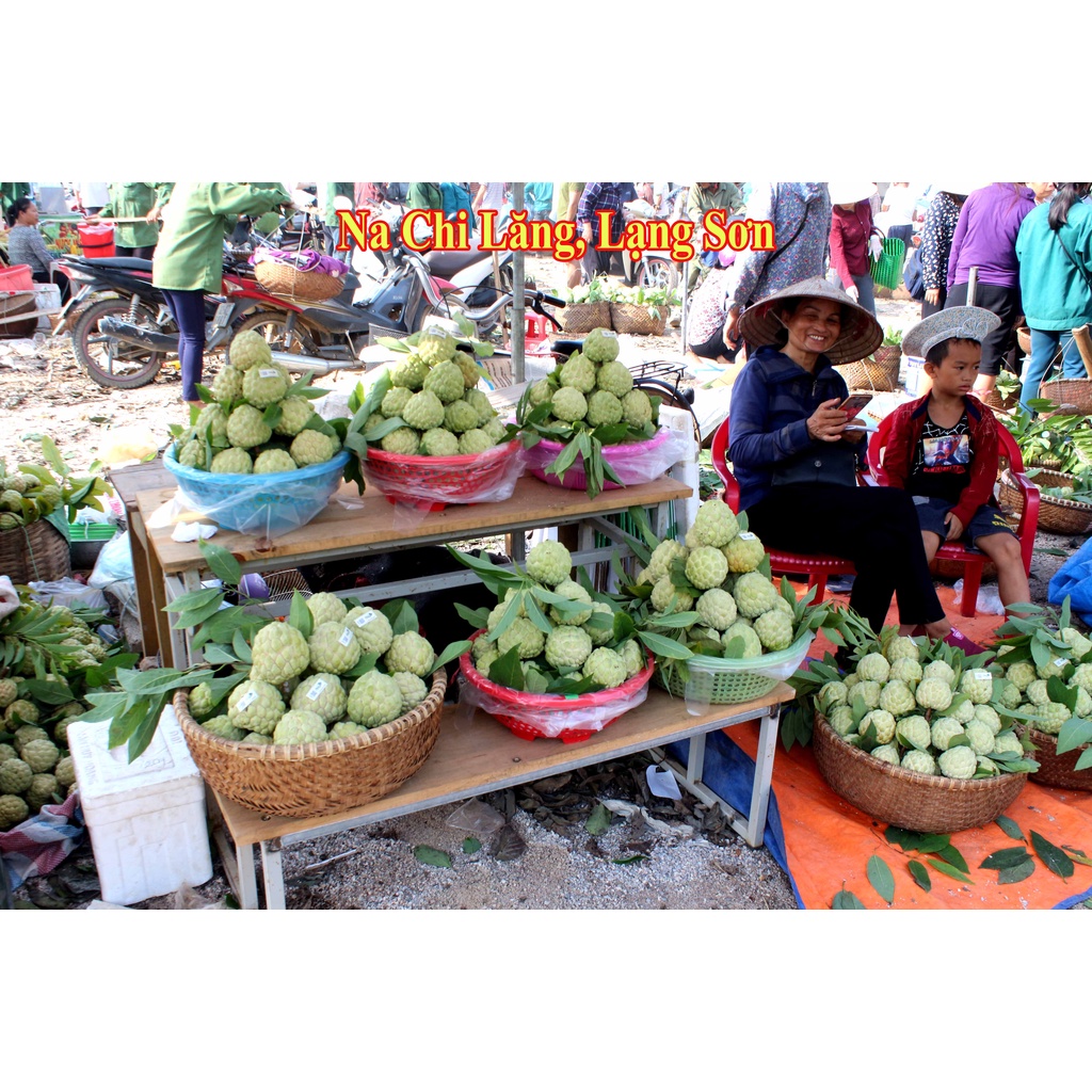 Na Chi Lăng Lạng Sơn 2023 Việt Nam 10-30kg
