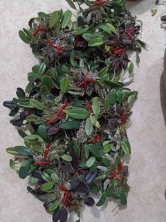 Lan vẩy rồng