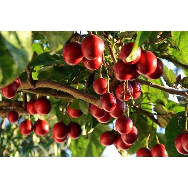 10h Hạt Giống Cà Chua Thân Gỗ Tamarillo Đỏ Nảy Mầm >80 % Cao (Cyphomandra betacea) -  Rau củ quả trồng tại vườn, sân thư