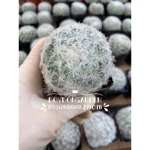 Cây xương rồng mami mammi plumosa