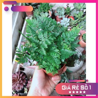 Cây Dương Sỉ Nhật Để Bàn