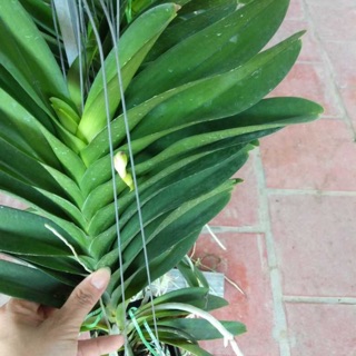 Vanda đang nụ. Có 7 màu 150k/ cây như hình 1