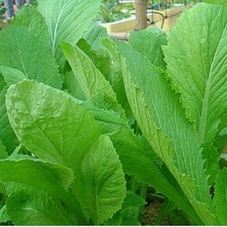 20gr - HẠT GIỐNG RAU CẢI BẸ XANH MỠ