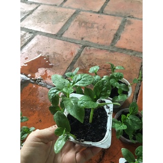 1 cây mồng tơi con