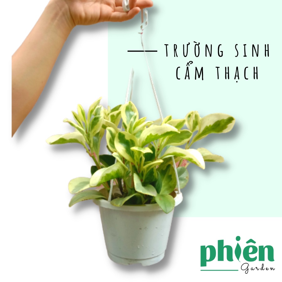 Cây Trường Sinh cẩm thạch chậu treo cỡ lớn