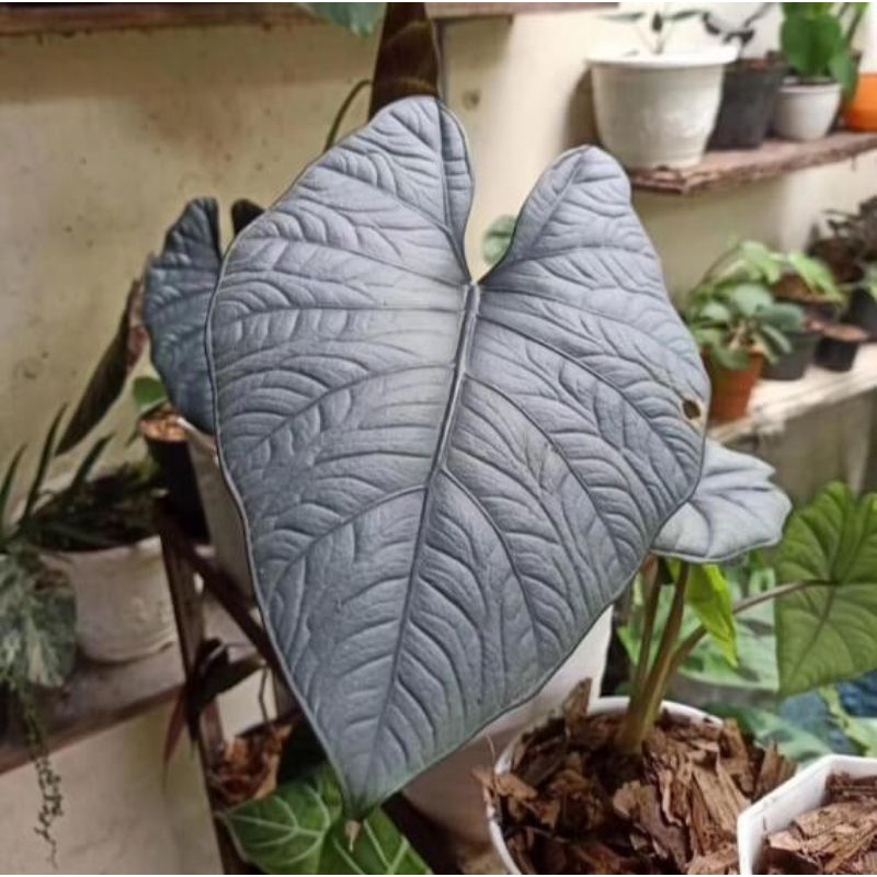 alocasia reginae - Cây con, cây có rễ khoẻ mạnh, lá cây đang up size