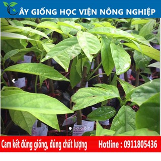cây giống dâu da thái ngọt