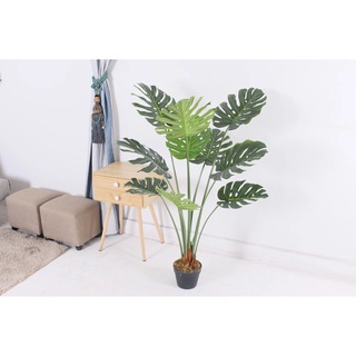 Cây lá rùa giả, cây trầu bà Monstera trang trí - Trầu bà lá xẻ nam mỹ hàng nhập cao cấp 85cm, 120cm