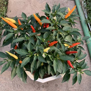 [GIÁ TẠI VƯỜN] Cây ớt cảnh nhiều màu trồng chậu treo nhiều tán xum xuê và sai quả thích hợp trang trí ban công, sân vườn