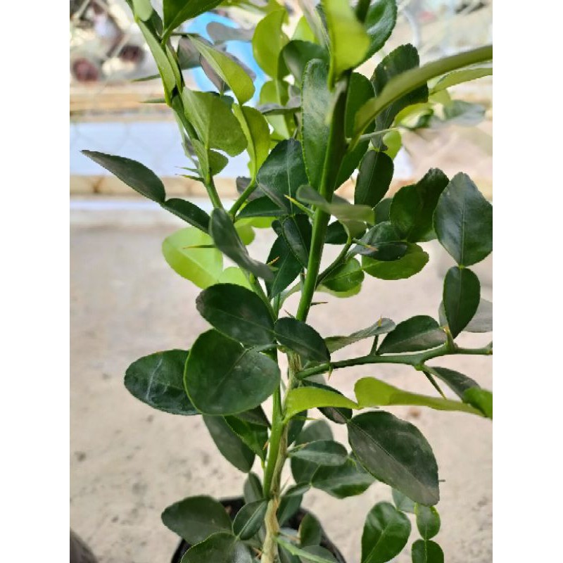 [Mã 11LSSALE giảm 100% đơn 50k] Cây chúc cao khoảg hơn 37cm, có cây có nhánh, cây khỏe, giá 35k một cây