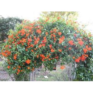 cây cúc leo mexico