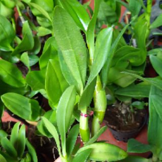 Dendro hoa hồng cây giống
