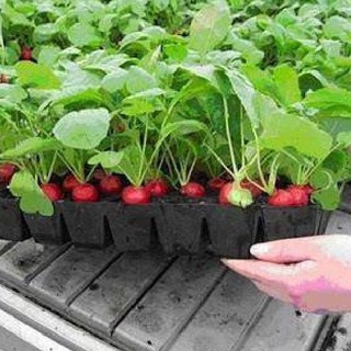 Hạt giống củ cải đỏ f1 – 5gram - hgt