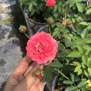 [Cây giống hoa] Hồng bụi Chùm Son