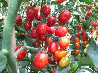 Hạt Giống Cà Chua Cherry Đỏ