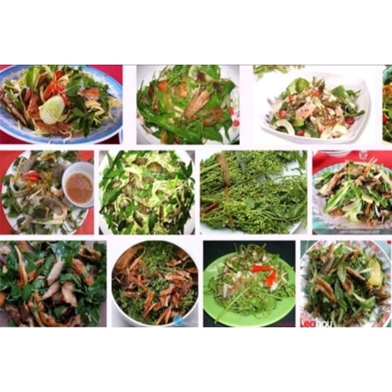 Cây Sầu Đâu Giống