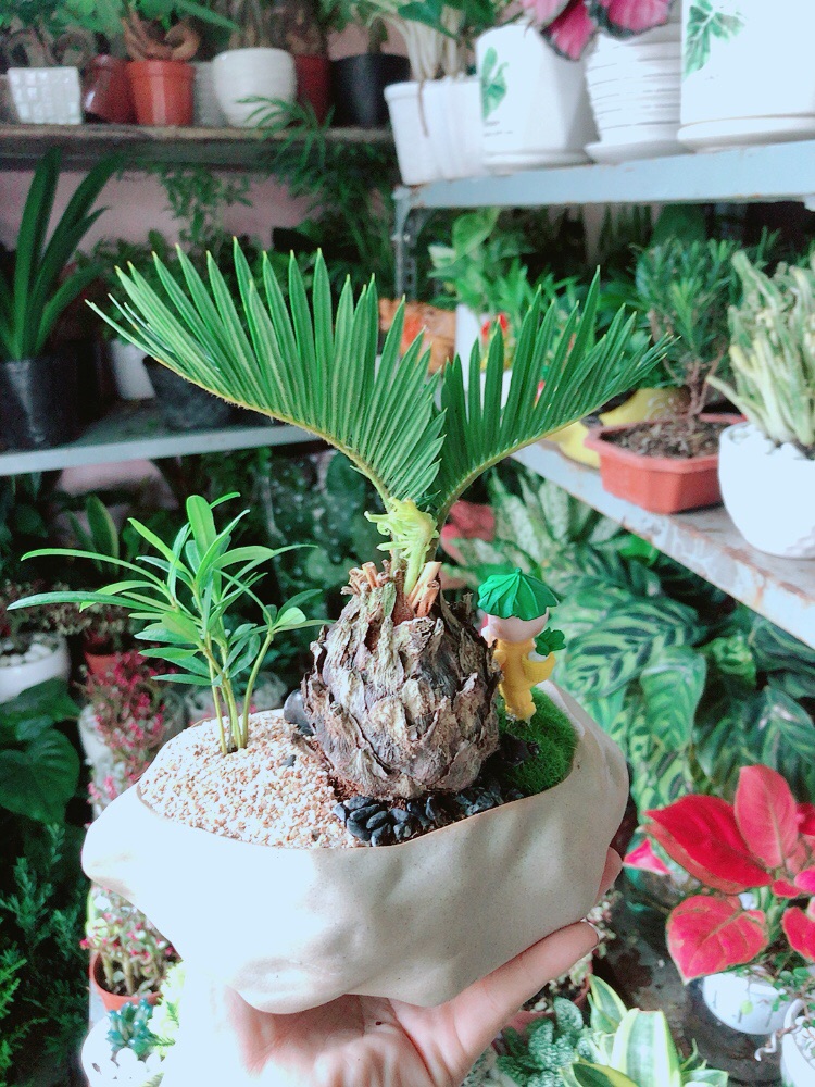 Cây Vạn Tuế Kiểng