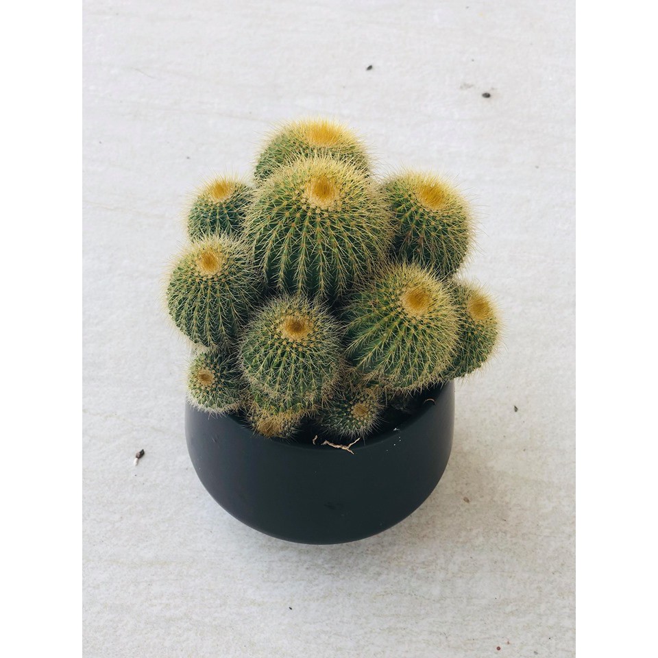 Xương rồng vàng to (Ảnh thật)