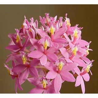 Hoa lan epi màu đỏ, vàng, cam, hồng, trắng [ SHOP UY TÍN ] - 1 chậu, màu hoa xổ