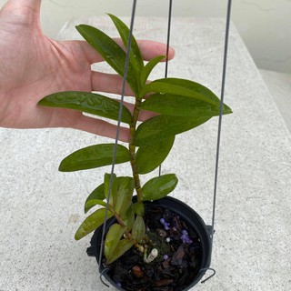 Hoa lan Giả hạc (Phi điệp) Di Linh xuân #123 - NHƯ HÌNH