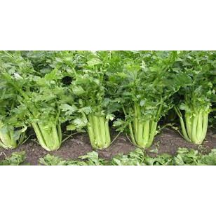 Gói 5 gram hạt giống cần tây khổng lồ bẹ to  chiều cao cây bình quân khoảng 60cm- 80cm