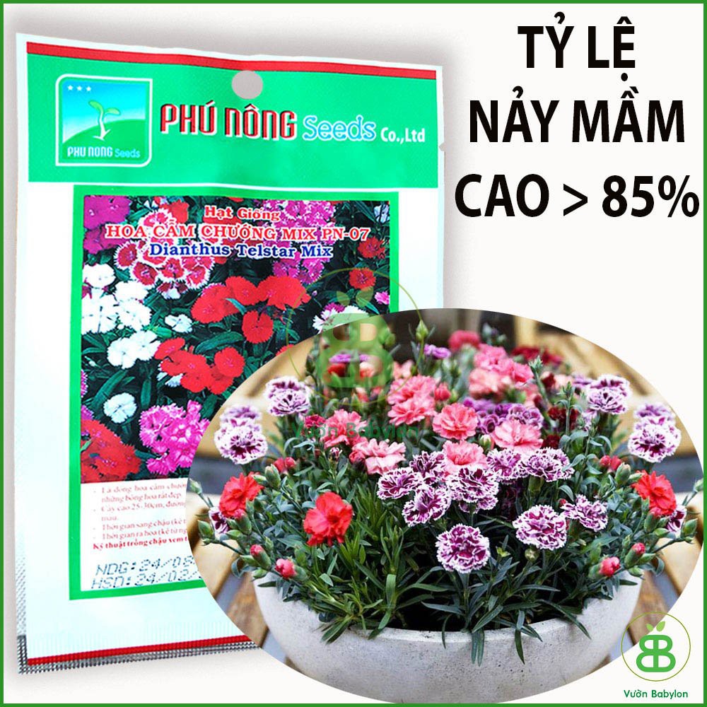 Hạt Giống Hoa Cẩm Chướng Chùm (ĐƠN) Mix 10 Hạt