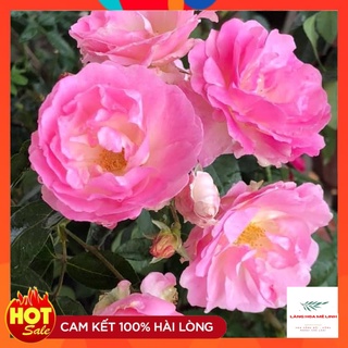 Hoa Hồng Thân Gỗ Summer Snow Màu Trắng Tuyết[ ✌️SIÊU ĐẸP ✌️ ] có khả năng sinh trưởng tốt, kháng bệnh tốt, dễ chăm.